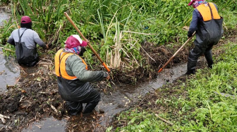 Mantiene Ayuntamiento de Veracruz programa preventivo de limpieza de canales .