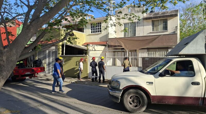 Atiende Ayuntamiento de Veracruz reporte de canino atacado por abejas.