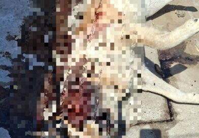 Investigan deceso de canino en Geo Pinos 1; no hay indicios de violencia.