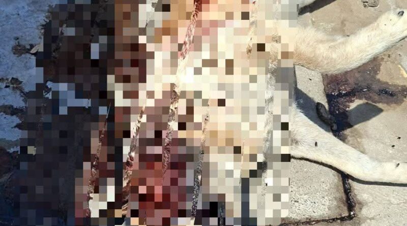 Investigan deceso de canino en Geo Pinos 1; no hay indicios de violencia.