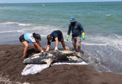 Hemorragia por lesión traumática, causa de muerte de delfín en Alvarado: PMA