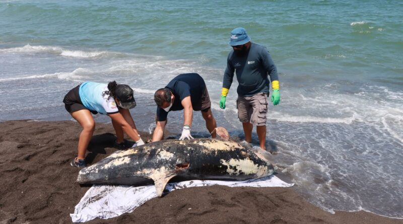 Hemorragia por lesión traumática, causa de muerte de delfín en Alvarado: PMA