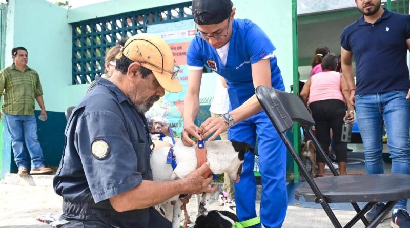 Inicia Campaña de Esterilización Gratuita de Felinos y Caninos en la ciudad de Veracruz.