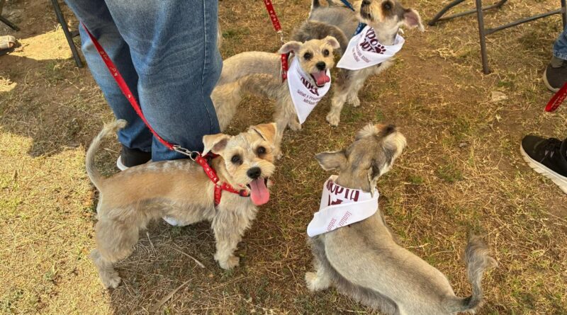 Exhorta Ayuntamiento de Veracruz a vacunar a mascotas contra la rabia.