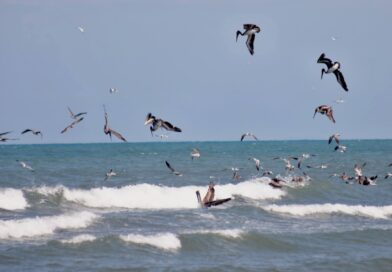 Veracruz cierra Semana Santa con ocupación hotelera de hasta 88.61%.