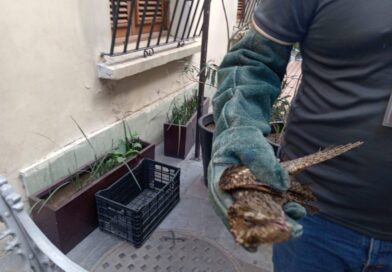 Ayuntamiento de Veracruz atiende rescate de ave en la zona centro.