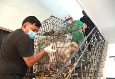 Rescata Ayuntamiento de Veracruz a tres caninos en condiciones de maltrato.