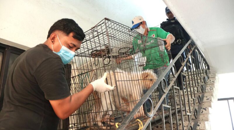 Rescata Ayuntamiento de Veracruz a tres caninos en condiciones de maltrato.
