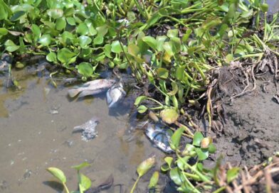 Atiende Ayuntamiento de Veracruz reporte por mortandad de peces en laguna Tarimoya.