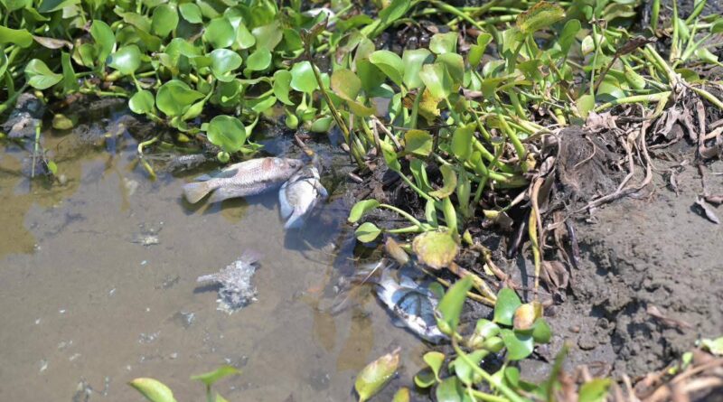 Atiende Ayuntamiento de Veracruz reporte por mortandad de peces en laguna Tarimoya.