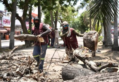 Retira Ayuntamiento de Veracruz árbol en camellón de Díaz Mirón por riesgo a la ciudadanía.