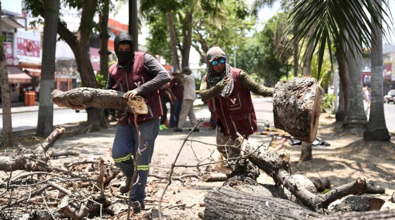 Retira Ayuntamiento de Veracruz árbol en camellón de Díaz Mirón por riesgo a la ciudadanía.