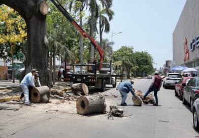 Retiro de antigua ceiba en el centro de Veracruz por deterioro estructural y riesgo para la población