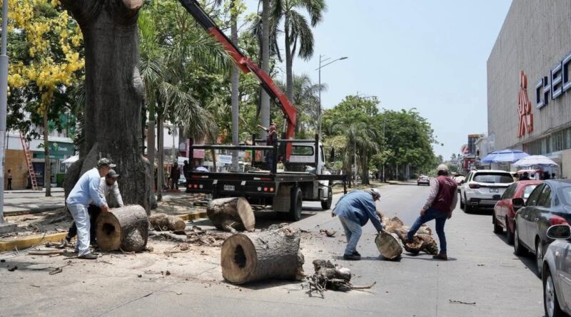Retiro de antigua ceiba en el centro de Veracruz por deterioro estructural y riesgo para la población