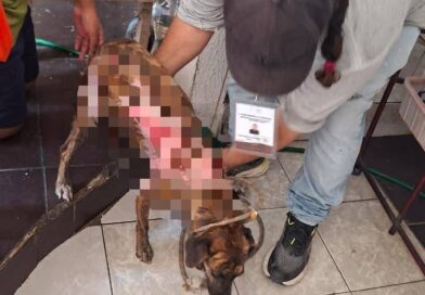 Resguarda Ayuntamiento de Veracruz a perrita víctima de maltrato en Lomas del Vergel.