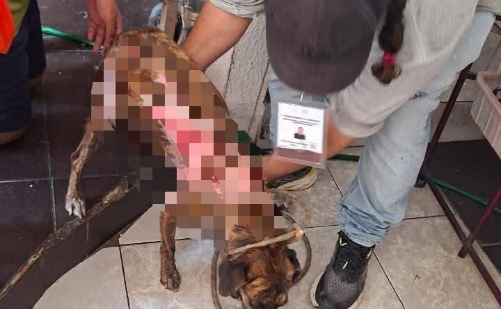 Resguarda Ayuntamiento de Veracruz a perrita víctima de maltrato en Lomas del Vergel.