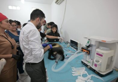 Fortalece Ayuntamiento de Veracruz el cuidado de los animales del Parque Miguel Ángel de Quevedo. Fortalece Ayuntamiento de Veracruz el cuidado de los animales del Parque Miguel Ángel de Quevedo.