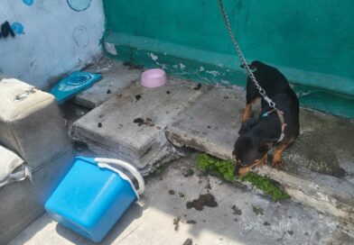 Resguarda Ayuntamiento de Veracruz a canino en situación de riesgo en zona norte de la ciudad. Resguarda Ayuntamiento de Veracruz a canino en situación de riesgo en zona norte de la ciudad.