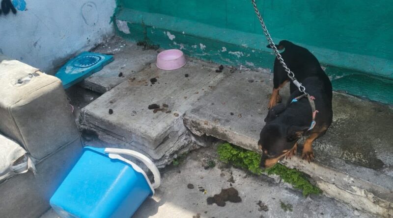 Resguarda Ayuntamiento de Veracruz a canino en situación de riesgo en zona norte de la ciudad. Resguarda Ayuntamiento de Veracruz a canino en situación de riesgo en zona norte de la ciudad.
