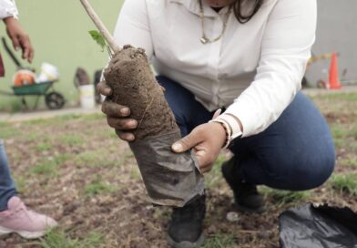 *La ciudad de Veracruz se suma a la Jornada Nacional de Reforestación 2026. *La ciudad de Veracruz se suma a la Jornada Nacional de Reforestación 2026.
