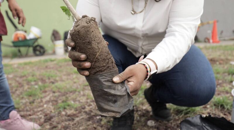*La ciudad de Veracruz se suma a la Jornada Nacional de Reforestación 2026. *La ciudad de Veracruz se suma a la Jornada Nacional de Reforestación 2026.