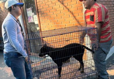 *Atiende Ayuntamiento de Veracruz a canino lesionado tras ataque de otro perro*