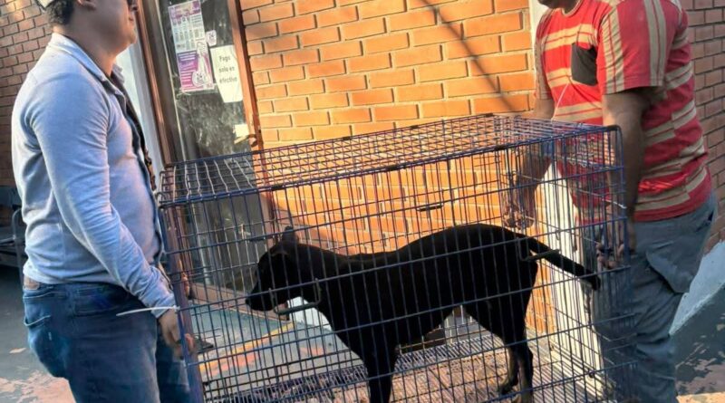 *Atiende Ayuntamiento de Veracruz a canino lesionado tras ataque de otro perro*
