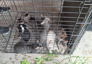 *Rescata Ayuntamiento de Veracruz seis gatos en Lomas de Río Medio 4 y brinda apoyo a su cuidadora*