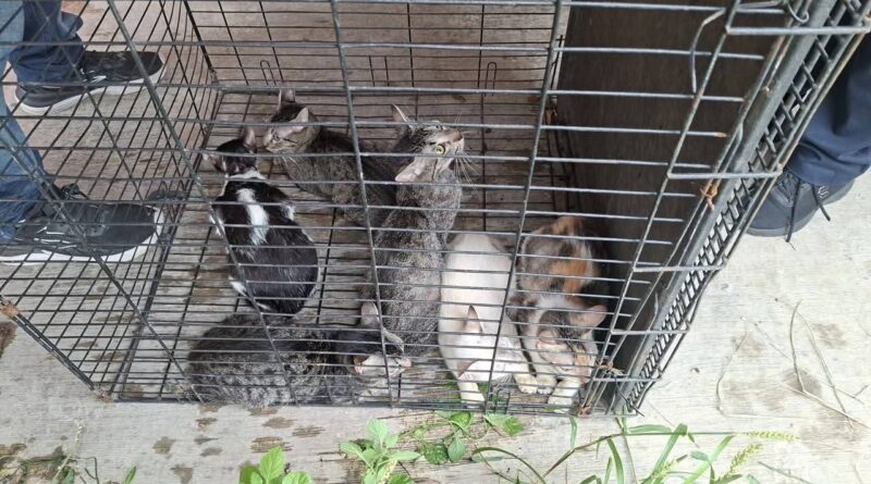 *Rescata Ayuntamiento de Veracruz seis gatos en Lomas de Río Medio 4 y brinda apoyo a su cuidadora*