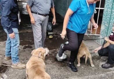 *Rescatan Bomberos Municipales de Veracruz a siete perros durante incendio en casa habitación*