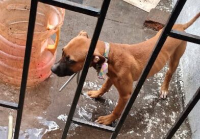 *Rescata Ayuntamiento de Veracruz a perrita en situación de riesgo en Colinas de Santa Fe*