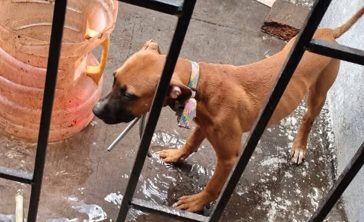 *Rescata Ayuntamiento de Veracruz a perrita en situación de riesgo en Colinas de Santa Fe*